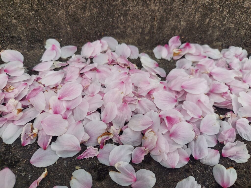 桜の花びら