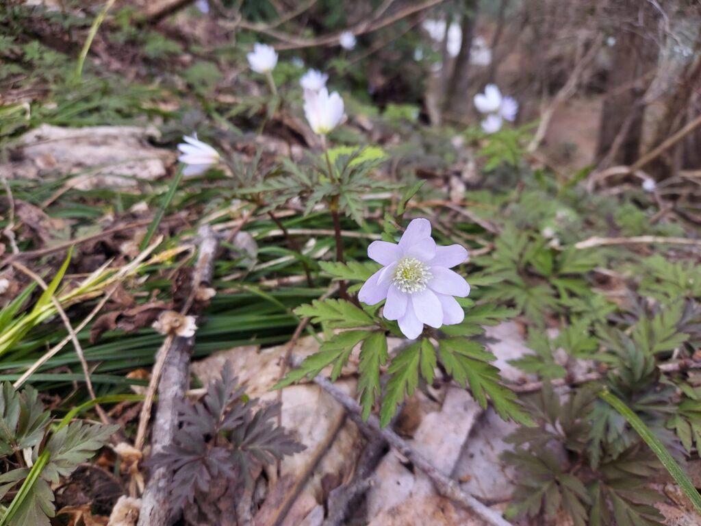 キクザキイチリンソウ