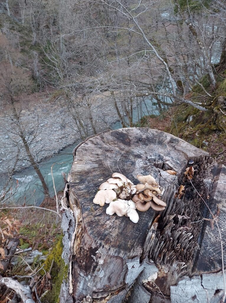 採ったヒラタケ