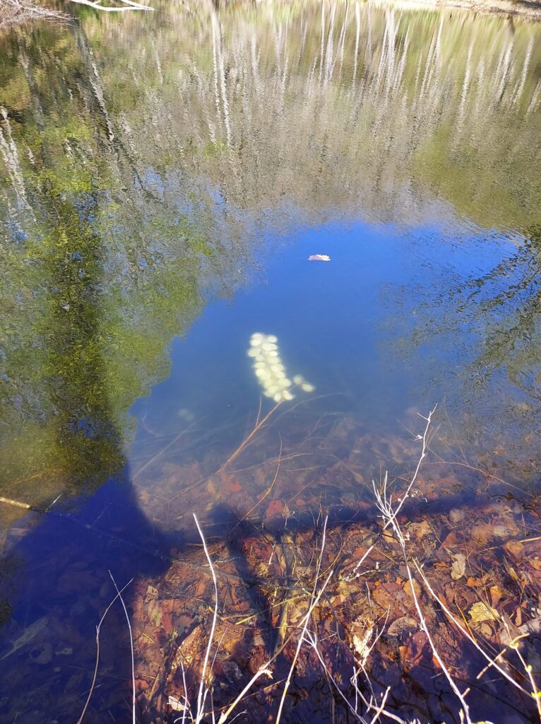沼の中の卵