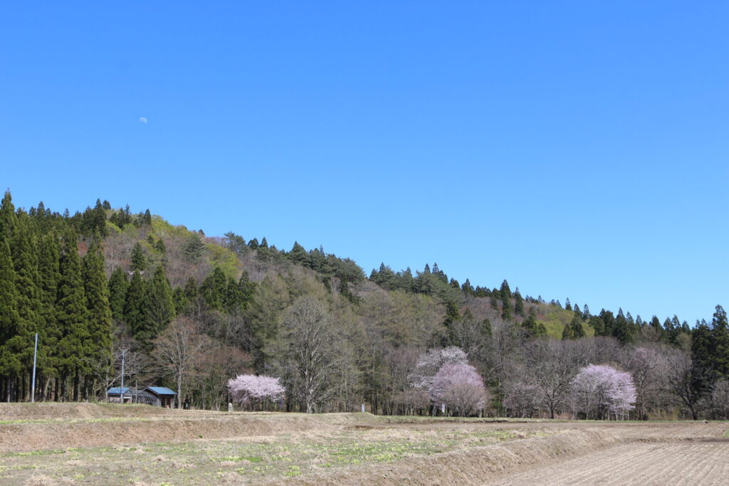 安ヶ沢カタクリ群生地