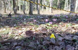 安ヶ沢カタクリ群生地を歩く