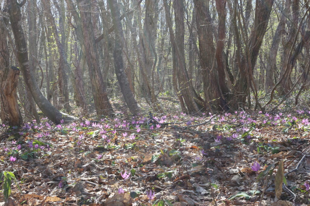 銀河の森カタクリ群生地