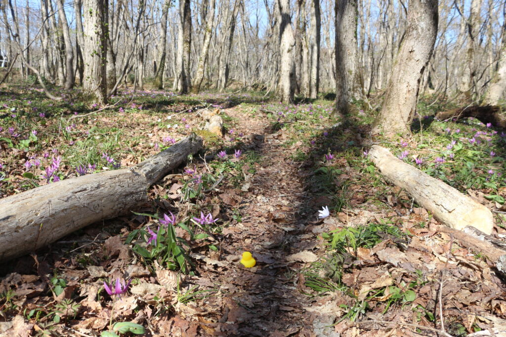 銀河の森群生地の遊歩道を歩く