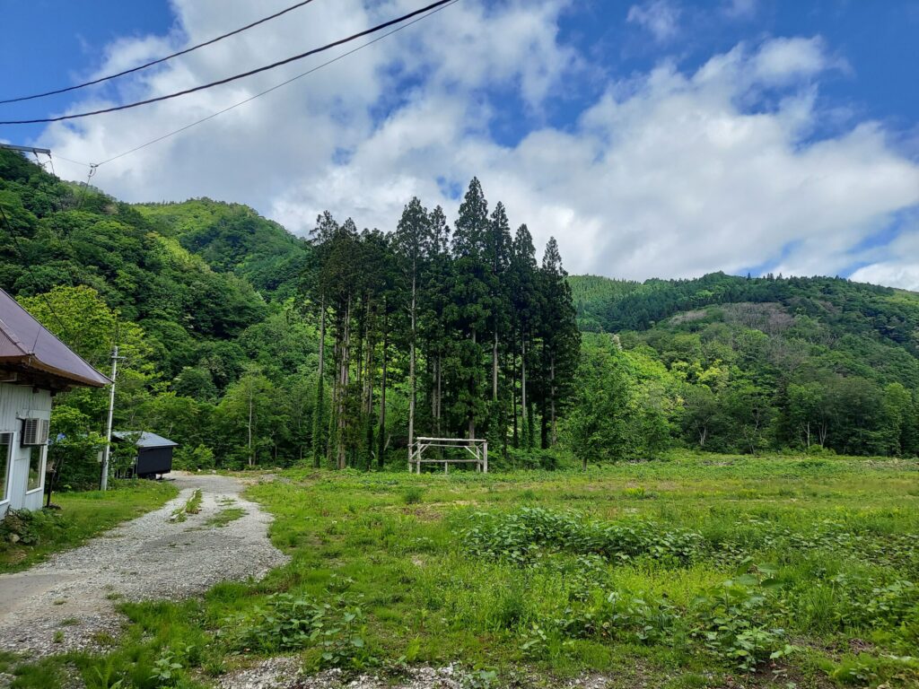 レストラン周辺の深緑
