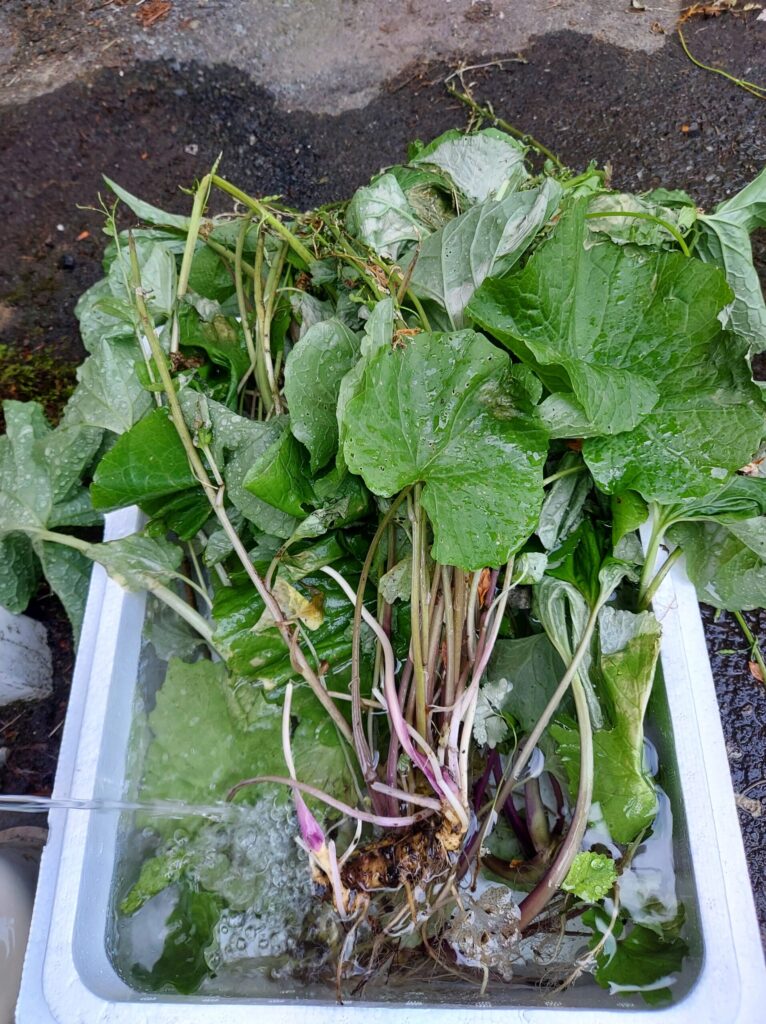 葉ワサビ