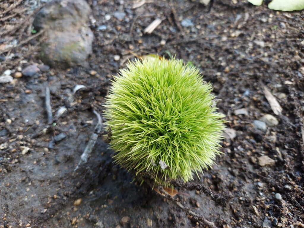 青い栗のイガ
