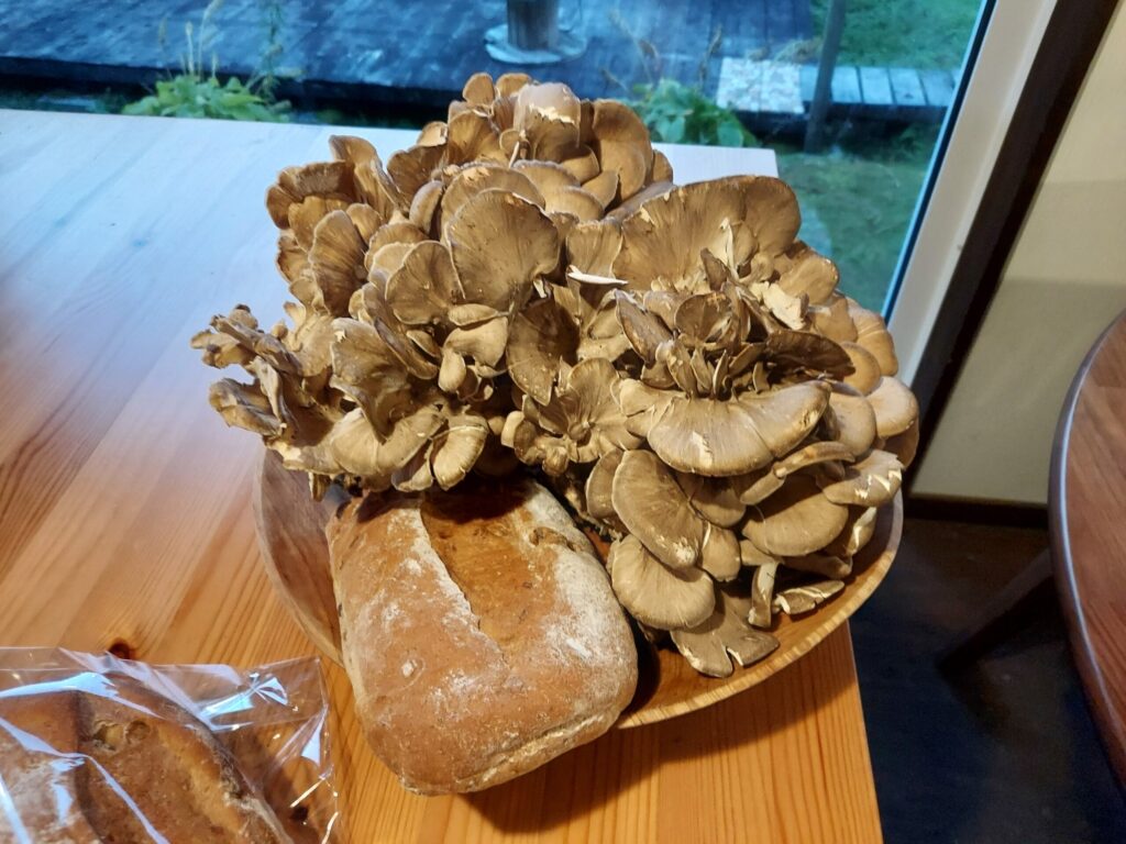 天然まいたけ